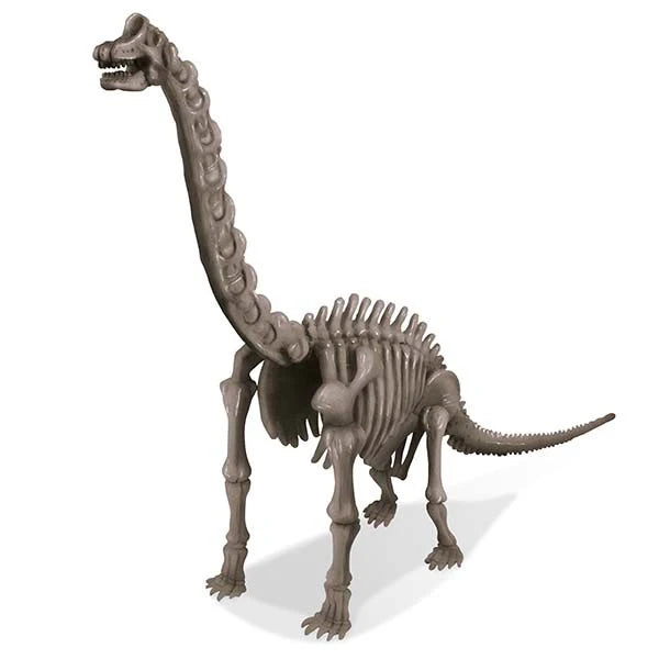 4M Kidz Labs - Dig A Brachiosaurus 2