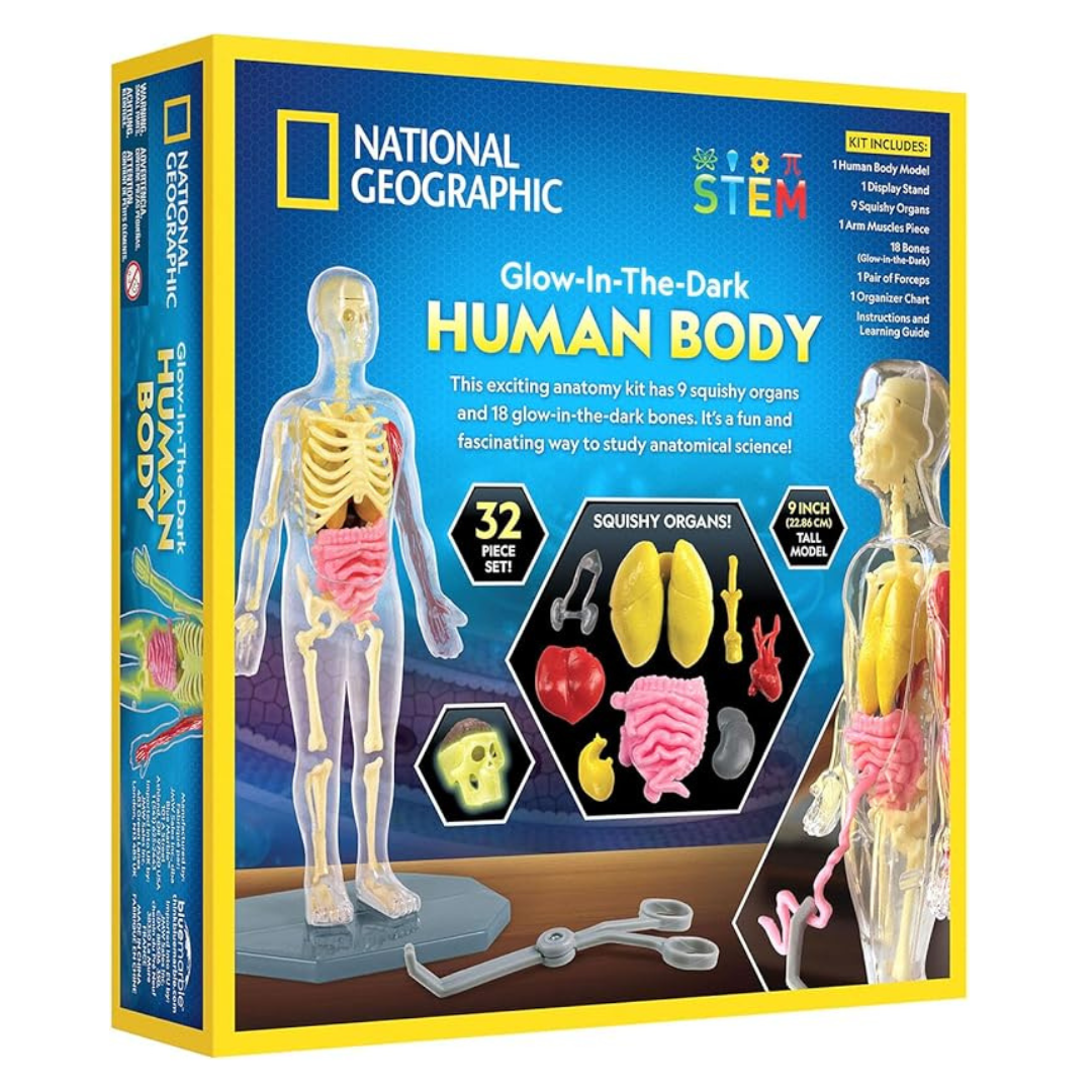 Nat Geo Glow-In-The-Dark Human Body 3