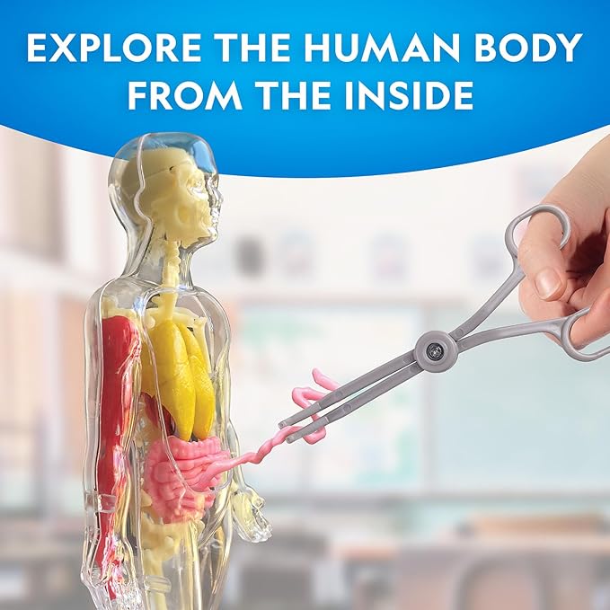 Nat Geo Glow-In-The-Dark Human Body 4