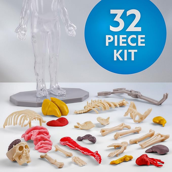 Nat Geo Glow-In-The-Dark Human Body 5