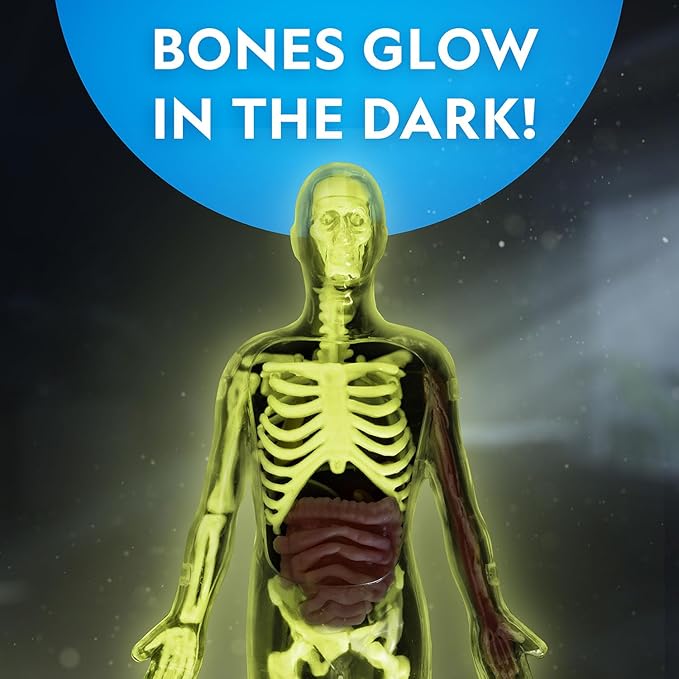 Nat Geo Glow-In-The-Dark Human Body 6