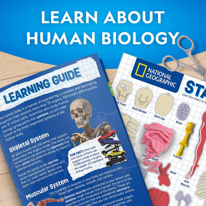 Nat Geo Glow-In-The-Dark Human Body 7