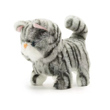 Pugs At Play Walking Zoe Cat 2