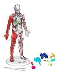 Discovery Toy Human Anatomy Kit