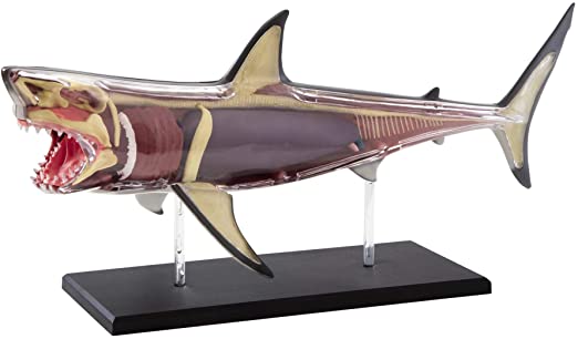 Discovery Mindblown - Anatomy 4D Shark
